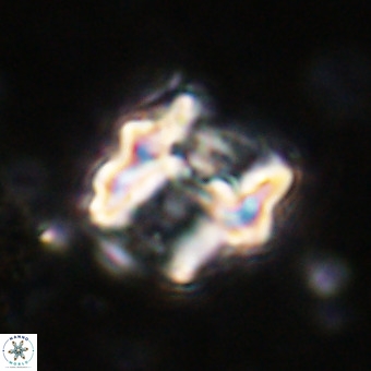 Perchnielsenella oweinaensis VR 21296