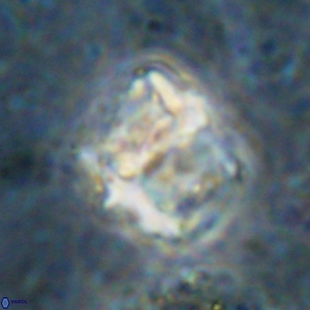 Perchnielsenella oweinaensis VR 21290