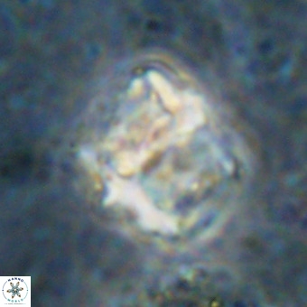 Perchnielsenella oweinaensis VR 21290