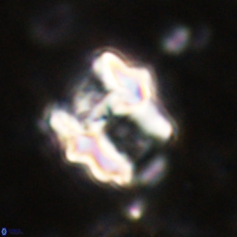 Perchnielsenella oweinaensis VR 21292
