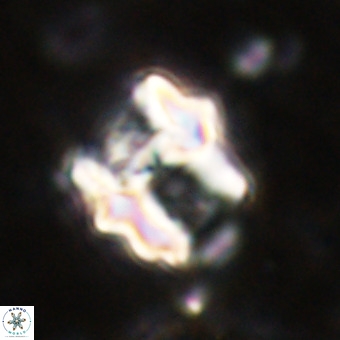 Perchnielsenella oweinaensis VR 21292