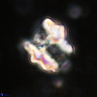 Perchnielsenella oweinaensis VR 21293