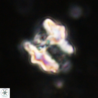 Perchnielsenella oweinaensis VR 21293