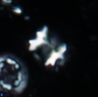 Perchnielsenella oweinaensis 1704