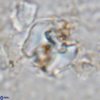 Perchnielsenella ismailkoselii VR 11404