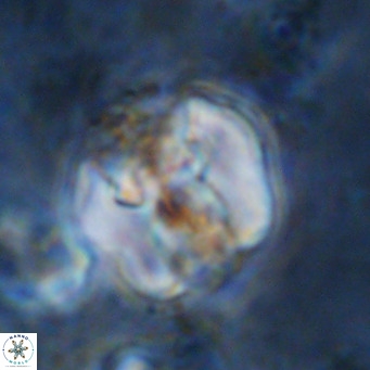 Perchnielsenella ismailkoselii VR 11407