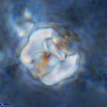 Perchnielsenella ismailkoselii VR 11410