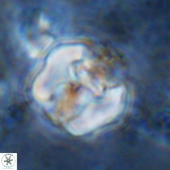 Perchnielsenella ismailkoselii VR 11410