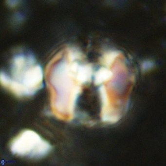 Perchnielsenella ismailkoselii VR 11396