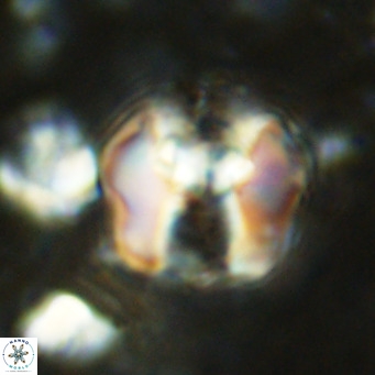 Perchnielsenella ismailkoselii VR 11396