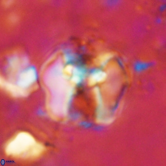Perchnielsenella ismailkoselii VR 11397