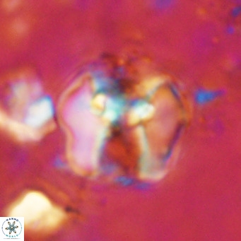 Perchnielsenella ismailkoselii VR 11397