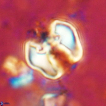 Perchnielsenella ismailkoselii VR 11398