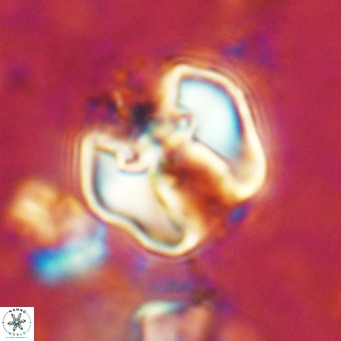 Perchnielsenella ismailkoselii VR 11398
