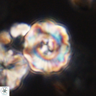 Perchnielsenella stradneri 41421