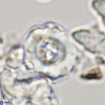 Perchnielsenella stradneri 41426