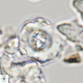 Perchnielsenella stradneri 41426