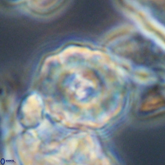 Perchnielsenella stradneri 41429