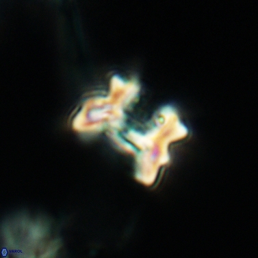 Perchnielsenella stradneri 3426