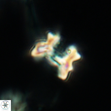 Perchnielsenella stradneri 3426