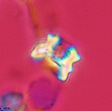 Perchnielsenella stradneri 3427