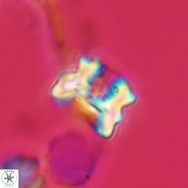 Perchnielsenella stradneri 3427