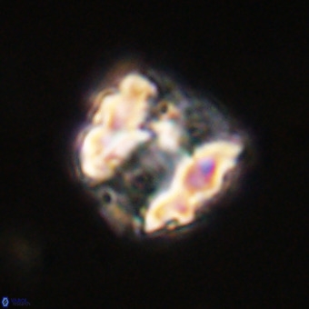 Perchnielsenella stradneri VR 21976