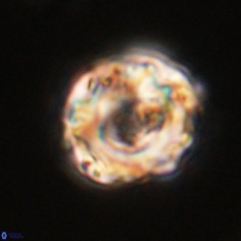 Perchnielsenella stradneri VR 22440