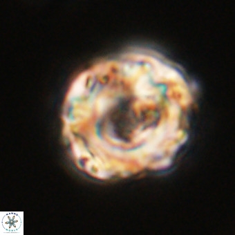 Perchnielsenella stradneri VR 22440