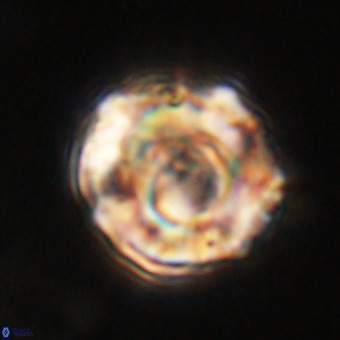 Perchnielsenella stradneri VR 22441
