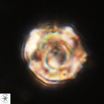 Perchnielsenella stradneri VR 22441