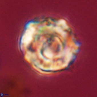 Perchnielsenella stradneri VR 22442