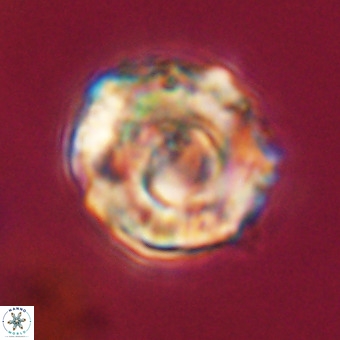Perchnielsenella stradneri VR 22442