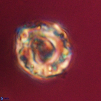 Perchnielsenella stradneri VR 22443
