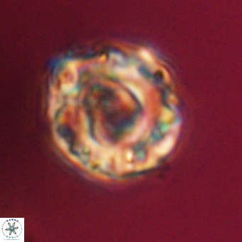 Perchnielsenella stradneri VR 22444