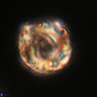 Perchnielsenella stradneri VR 22445