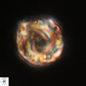 Perchnielsenella stradneri VR 22445