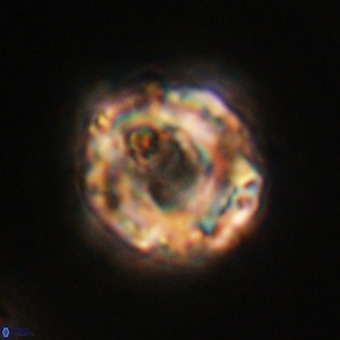 Perchnielsenella stradneri VR 22446