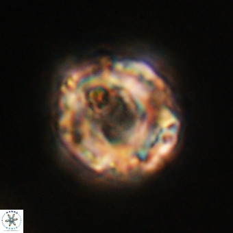 Perchnielsenella stradneri VR 22446