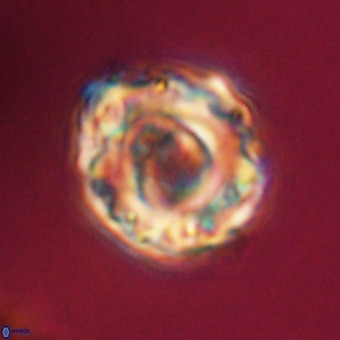 Perchnielsenella stradneri VR 22448