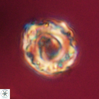 Perchnielsenella stradneri VR 22448