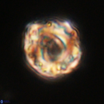 Perchnielsenella stradneri VR 22449