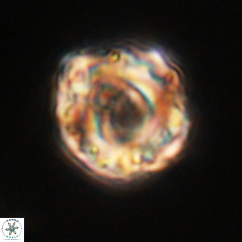 Perchnielsenella stradneri VR 22449