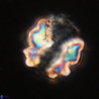 Perchnielsenella stradneri VR 22450