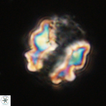 Perchnielsenella stradneri VR 22450