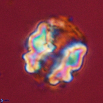 Perchnielsenella stradneri VR 22451