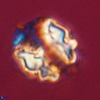 Perchnielsenella stradneri VR 22452