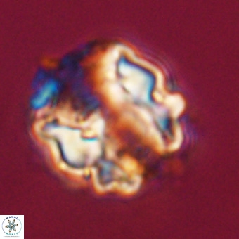 Perchnielsenella stradneri VR 22452