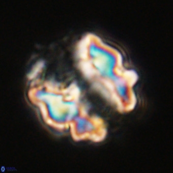 Perchnielsenella stradneri VR 22453