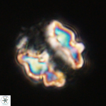 Perchnielsenella stradneri VR 22453